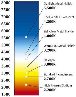 Dimmable LED Filament Light Bulb