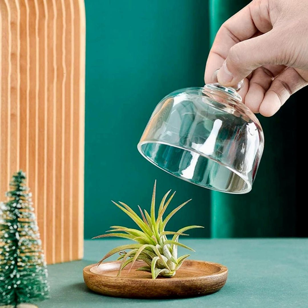 Acacia wood platter with Glass Dome, Glass Dome with Wooden Base